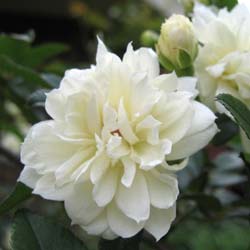 Rosier de Banks 'Alba Plena' / Rosa banksiae Alba Plena